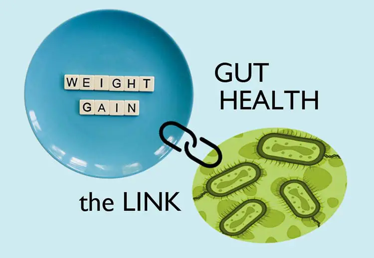 Gut Health and Weight Loss: The Connection